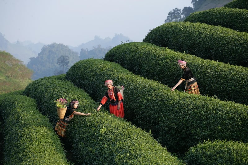 Pop-up Dining Experiences